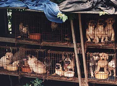 The Awful Reality of Puppy Mills Archives - Your Pets Universe : Your ...